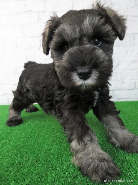 ID：2202-02862の子犬