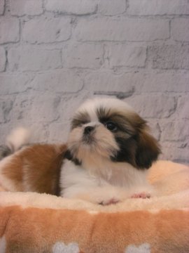 シーズー【大阪府・女の子・2018年8月12日・ホワイト&ゴールド】の写真「可愛いすぎます！！！」