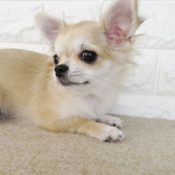 チワワ(ロング)【大阪府・女の子・2024年5月17日・フォーン】の写真「やんちゃなべっぴんさん！」