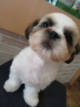 シーズー【大阪府・女の子・2018年8月12日・ホワイト&ゴールド】の写真「12/9までの最終特別価格！」