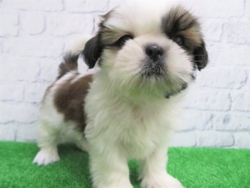 シーズー【大阪府・男の子・2018年11月16日・ホワイト&ゴールド】の写真「愛嬌ある男の子！」