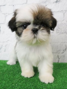 シーズー【大阪府・女の子・2019年9月3日・ホワイト&ゴールド】の写真「可愛くてカッコいい女の子！！！」