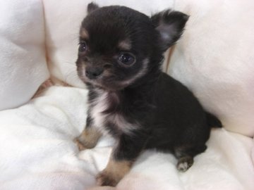 チワワ(ロング)【大阪府・男の子・2017年10月18日・ブラック&タン、ホワイト】の写真「小ぶりです！」