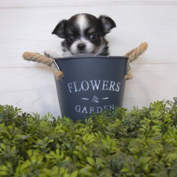 チワワ(ロング)【大阪府・女の子・2017年2月20日・ブラックタン&ホワイト】の写真「すくすく育っています！」