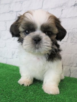 シーズー【大阪府・男の子・2019年11月9日・ホワイト&ゴールド】の写真「イケメン君！」