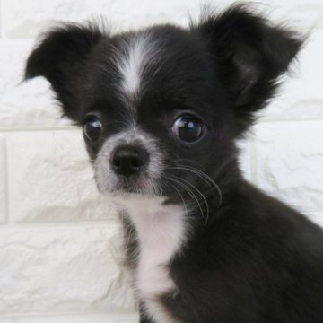 チワワ(ロング)【大阪府・女の子・2023年7月16日・ブラック、ホワイト】の写真「べっぴんさん！」