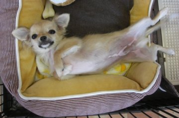 チワワ(ロング)【大阪府・男の子・2017年1月6日・フォーン】の写真「イケメン君！」