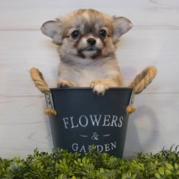 チワワ(ロング)【大阪府・女の子・2017年1月6日・フォーン&ホワイト】の写真「べっぴんさん！」