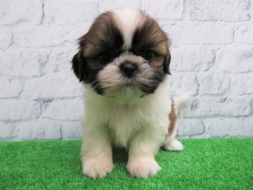 シーズー【大阪府・男の子・2018年12月5日・ホワイト&ゴールド】の写真「柄もきれいなイケメン君！」