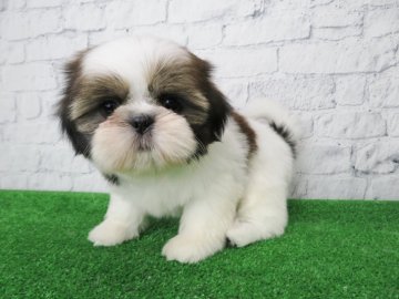 シーズー【大阪府・女の子・2019年9月3日・ホワイト&ゴールド】の写真「べっぴんさん！！！」