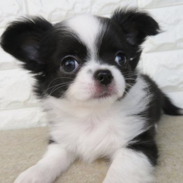 チワワ(ロング)【大阪府・女の子・2024年7月25日・ブラック、ホワイト】の写真「鼻ペチャ短足！」