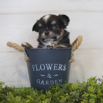 チワワ(ロング)【大阪府・女の子・2017年2月20日・ブラックタン&ホワイト】の写真「すくすく育っています！」