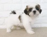 シーズー【大阪府・女の子・2023年8月20日・ホワイト&ゴールド】の写真2「10/15撮影」