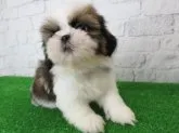 シーズー【大阪府・男の子・2019年9月3日・ホワイト&ゴールド】の写真2「10/28撮影」