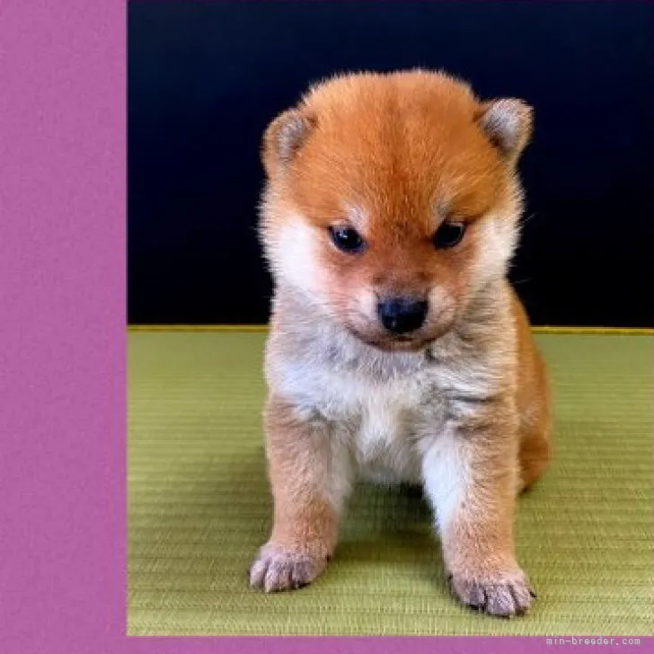 ID：2311-03114の子犬