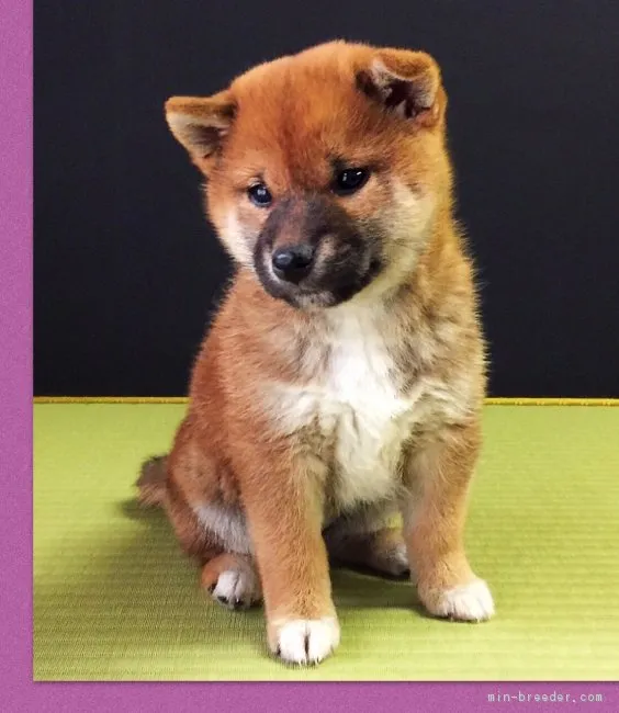 ID：1712-00081の子犬