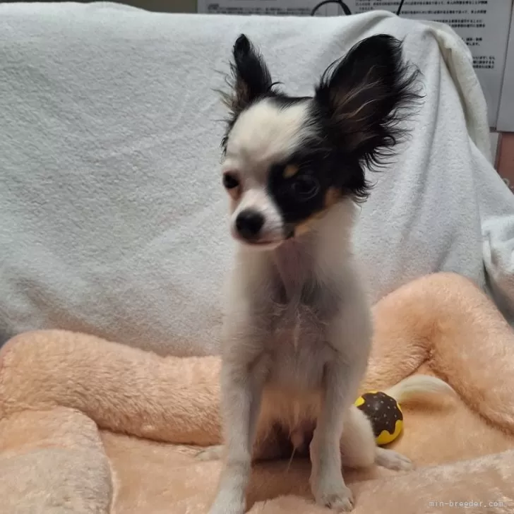ID:2312-01453の子犬