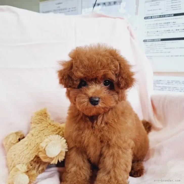 ID:2306-01763の子犬