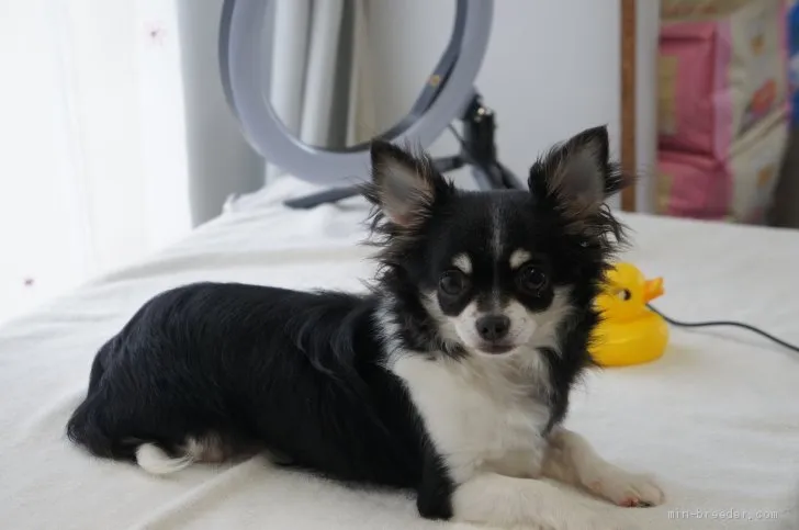 ID:2009-01924の子犬