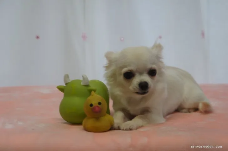 ID：1908-01592の子犬