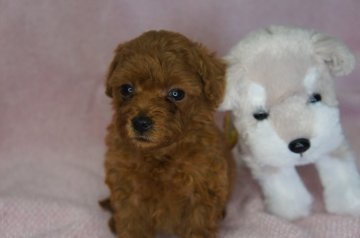 トイプードル(タイニー)【福井県・男の子・2021年6月8日・レッド】の写真「お茶目な子です」