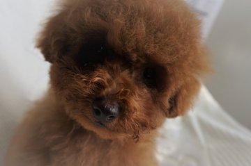 トイプードル(タイニー)【福井県・男の子・2021年12月6日・レッド】の写真「甘えん坊さん」