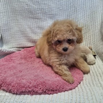 トイプードル(タイニー)【福井県・男の子・2023年10月24日・クリーム】の写真「しぐさ可愛いい男の子」