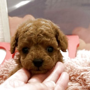 トイプードル(タイニー)【茨城県・男の子・2025年10月27日・アプリコット】の写真「元気な男の子」