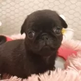 パグ