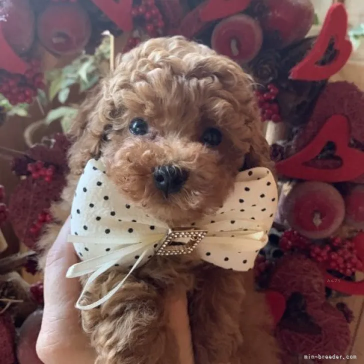 o 様のお迎えした子犬