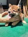 柴犬(標準サイズ)【埼玉県・女の子・2021年5月20日・赤】の写真3「７/15撮影」