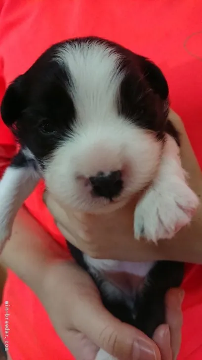 ID：2008-00254の子犬