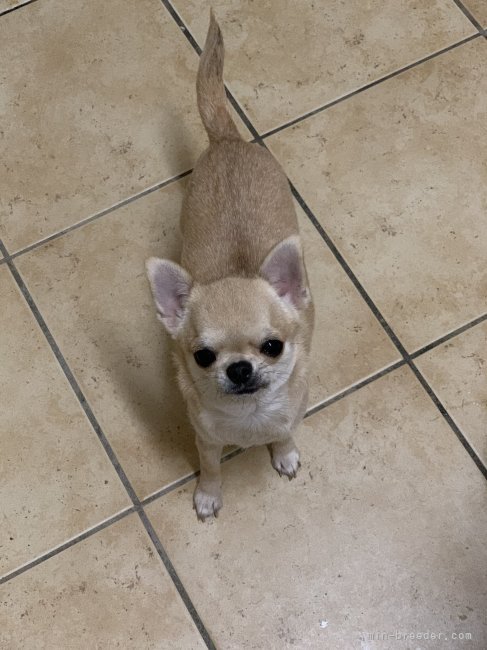 チワワ(スムース)【・女の子・2019年12月25日・フォーン】「明るく元気な良い子です。」