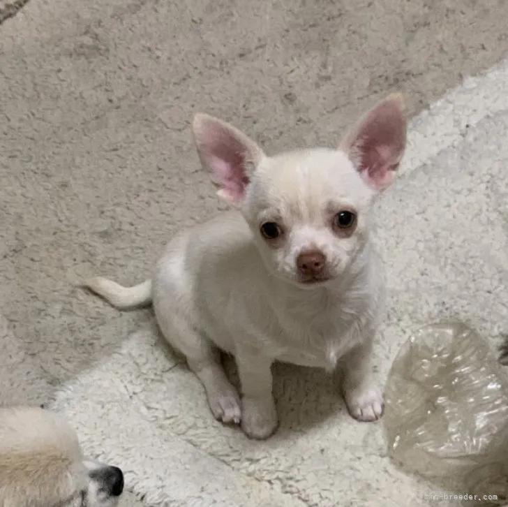 ID:2302-04114の子犬