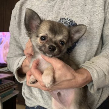 チワワ(ロング)【三重県・男の子・2023年8月9日・フォーン】の写真「性格は明るく誰とでも仲良くなれる元気な男の子です」