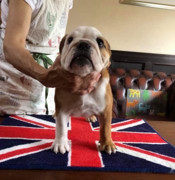 ブルドッグ【三重県・女の子・2019年4月4日・レッドアンドホワイト】の写真「骨格構成素晴らしく、ショーに行くのも可能です。」