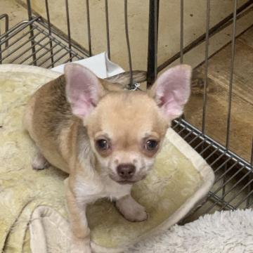 チワワ(スムース)【三重県・男の子・2022年8月4日・フォーン】の写真「お耳が大きく、お目もクリッとしていてとても可愛いで」