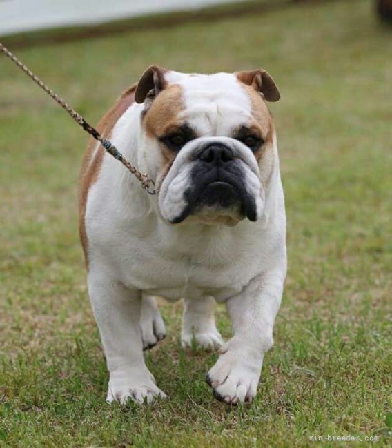 ブルドッグ【・男の子・2014年10月21日・レッドアンドホワイト】「バランスがとても良く、メチャクチャイケメンです。」