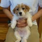 ジャックラッセルテリア