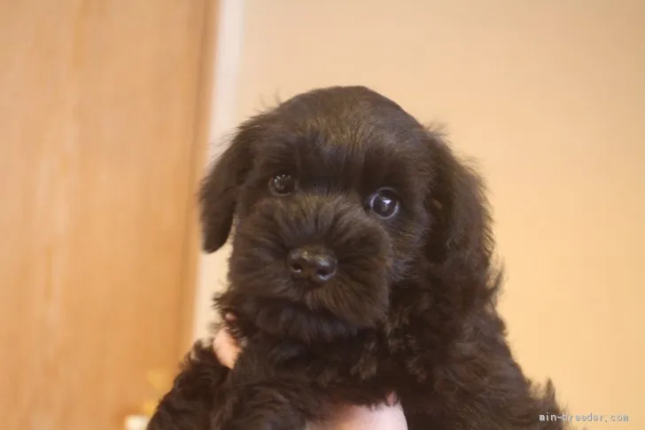 ID：1906-02109の子犬