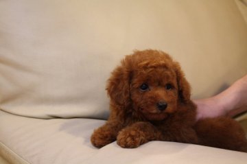 トイプードル(トイ)【東京都・男の子・2014年12月30日・レッド】の写真「おっとりさん」