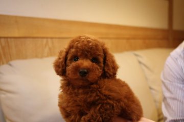 トイプードル(トイ)【東京都・男の子・2014年12月30日・レッド】の写真「とっても濃いレッド」