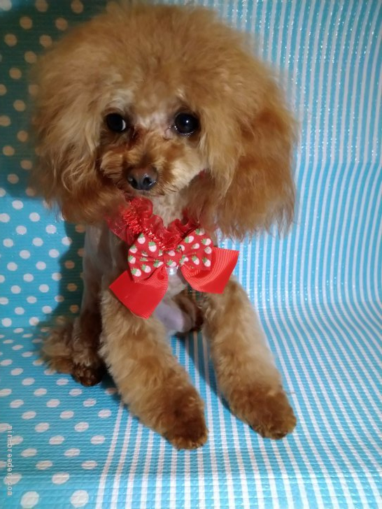 南久美子ブリーダー