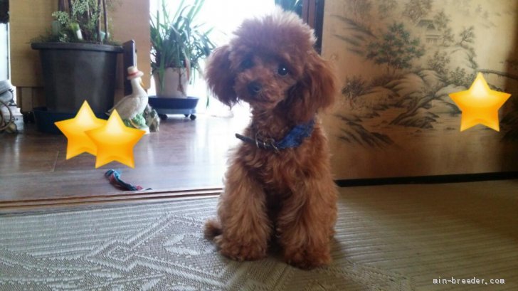 ☆キキちゃんのパパです！1.4kgのイケメン君です♂☆｜南　久美子(みなみ　くみこ)ブリーダー(徳島県・トイプードルなど・JKC登録)の紹介写真2