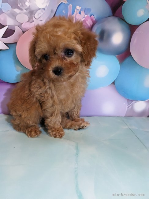 南　久美子(みなみ　くみこ)ブリーダー(徳島県・トイプードルなど・JKC登録)の紹介写真9