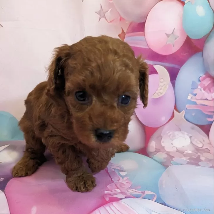 ID：2502-00915の子犬