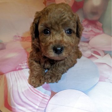 タイニープードル【徳島県・男の子・2025年10月1日・レッド】の写真「お目々の可愛い男の子(⁠ ⁠◜⁠‿⁠◝⁠」