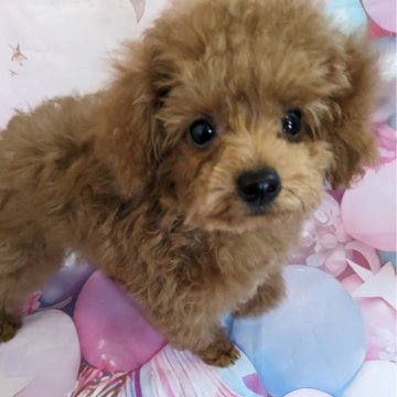 トイプードル(ティーカップ)【徳島県・男の子・2025年3月23日・レッド】の写真「お目々の可愛い男の子♬」