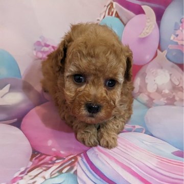 トイプードル(タイニー)【徳島県・女の子・2025年4月17日・アプリコット】の写真「大人しくてお目々が、チャームポイント♬」