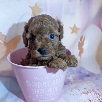 トイプードル(タイニー)【徳島県・女の子・2025年11月19日・レッド】の写真「お目々の可愛いおっとりちゃん(⁠◍⁠•⁠ᴗ⁠•⁠◍」